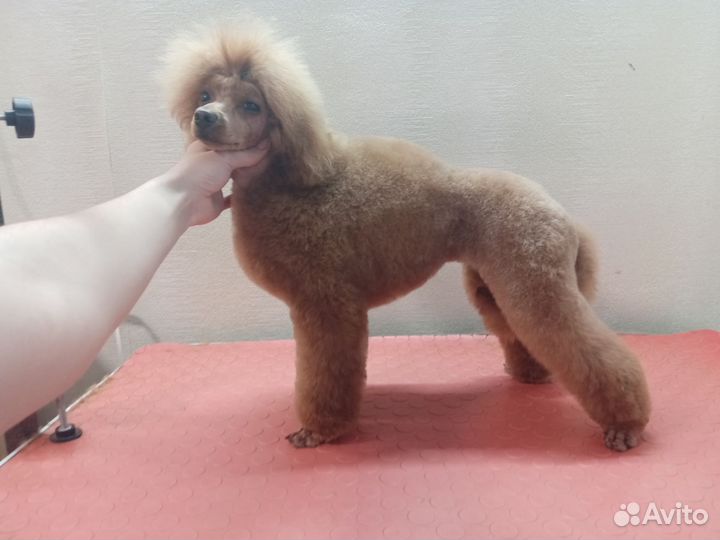 Груминг собак