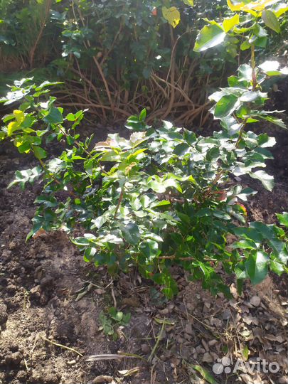 Магония падуболистная