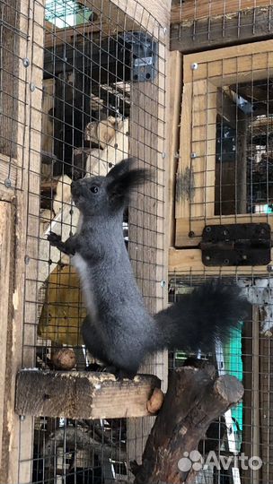 Манчжурская белка и бельчата