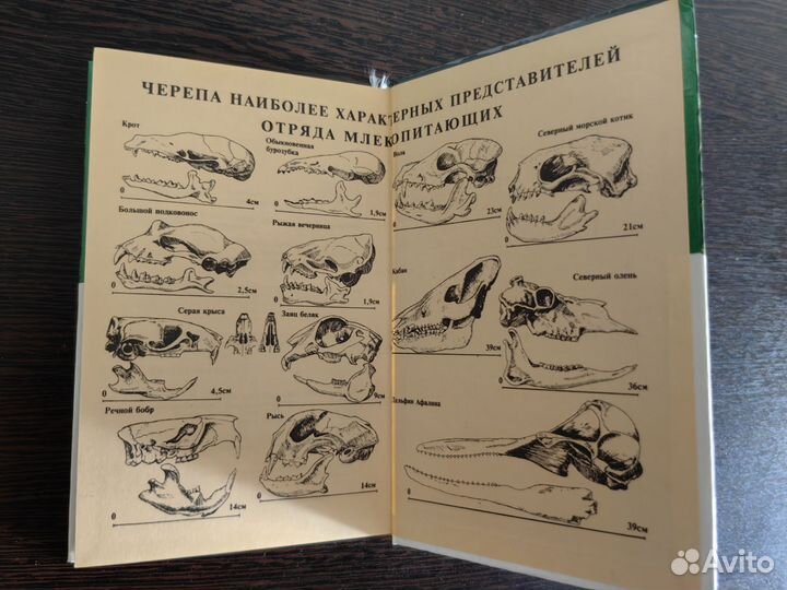 Энциклопедия природы России. Звери