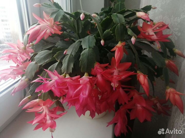 Шлюмбергера декабрист