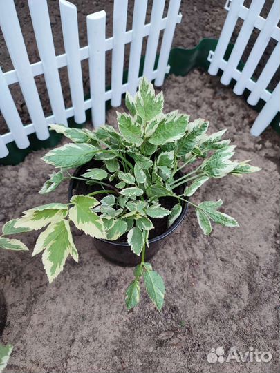 Многолетние цветы для сада