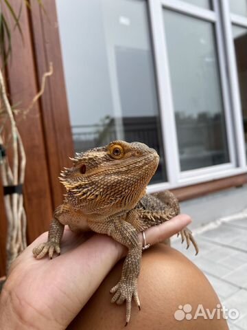 Бородатая агама с террариумом купить в Новосибирске | Животные и ...