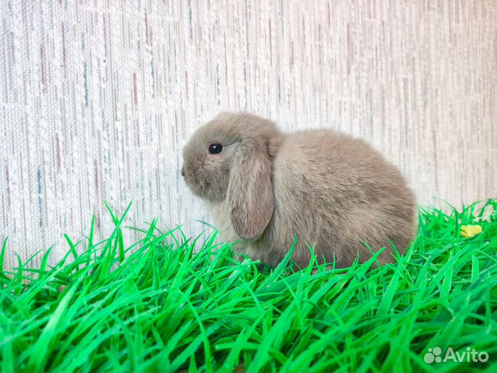Карликовый кролик - голубые глаза