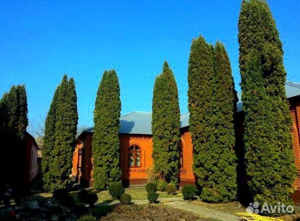 Туя западная Колумна Thuja осс. Columna 140+ см