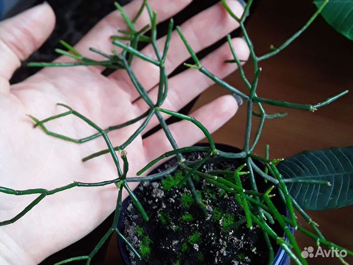 Рео,антуриум,спатифилиум,гибискус,цинерария