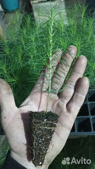 Сеянцы сосны обыкновенной зкс