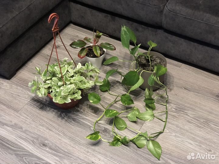 Домашние цветы, много на выбор, смотрите в профиле