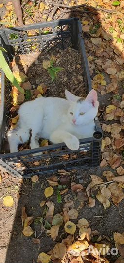 Кошки в добрые руки бесплатно