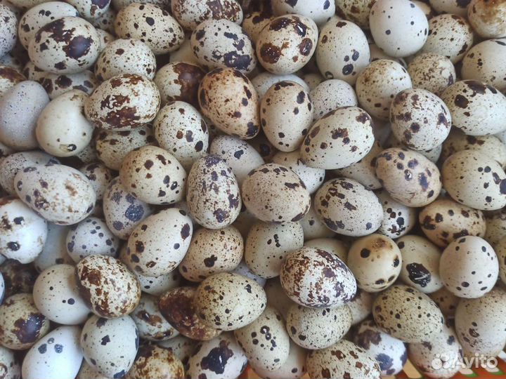 Яйца перепелиные домашние