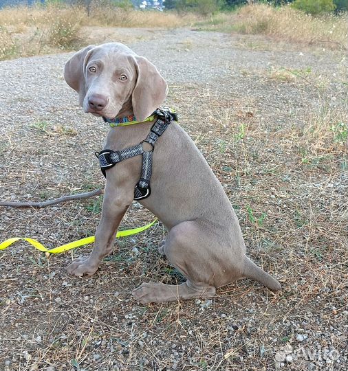 Собака веймаранер