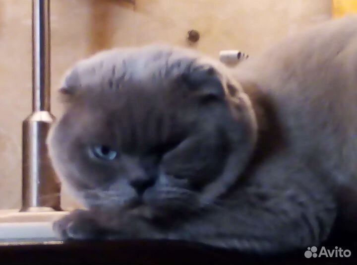 Шотландская вислоухая кот