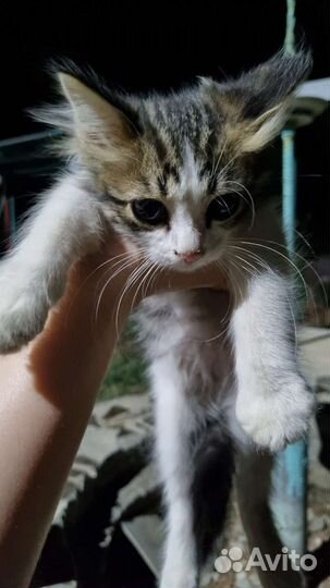 Котики в добрые руки