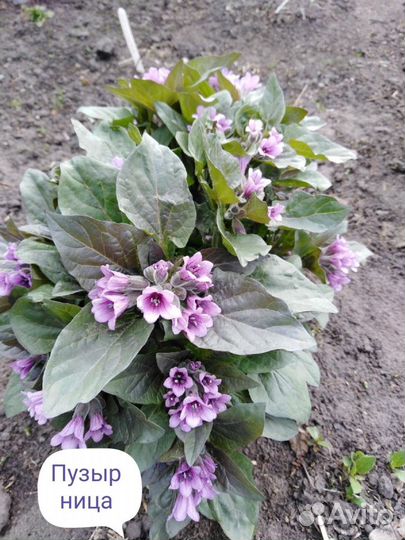 Многолетники Ч. 3.Предварительный заказ