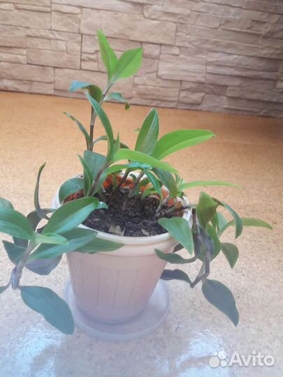 Продам цветы комнатные