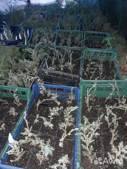 Можжевельник Блю Альпс укорененные черенки