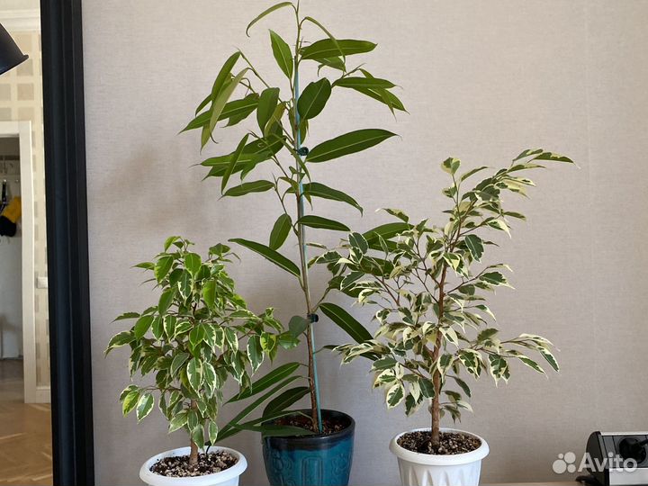 Алоэ, каланхоэ, Фикус Али, Бенджамина