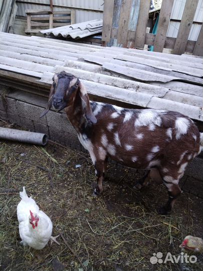 Козье молоко