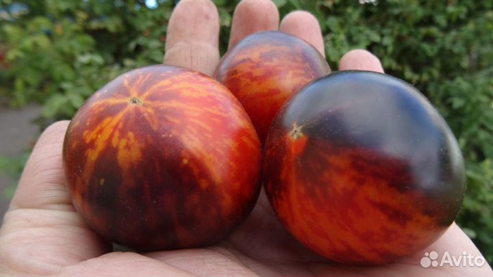 Семена томатов серия гномы