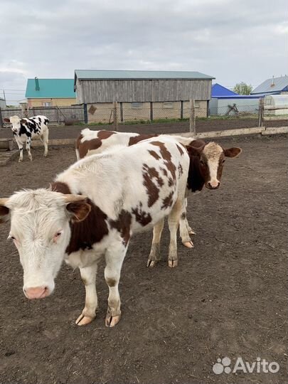 Телки герефорд