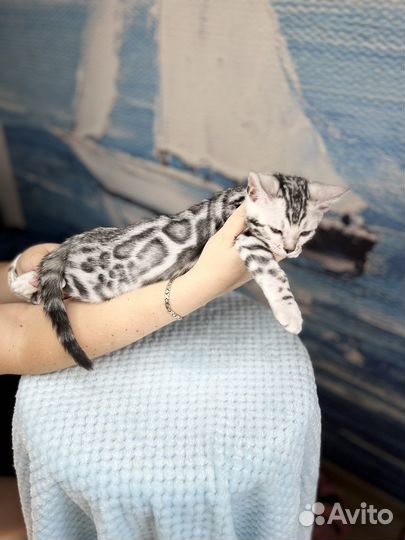 Бенгальские кошки