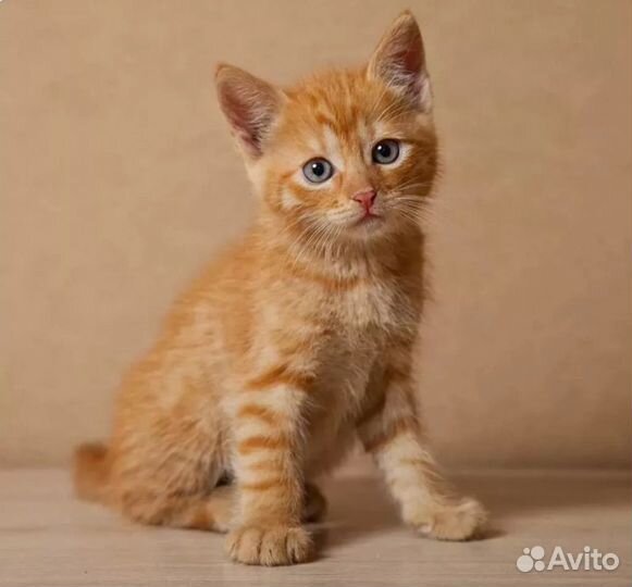 Возьму рыжего котенка