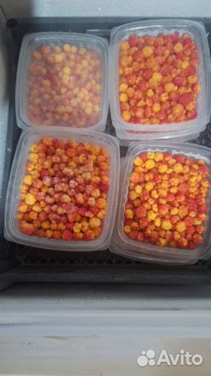 Свежая черника,голубика, морошка, брусника