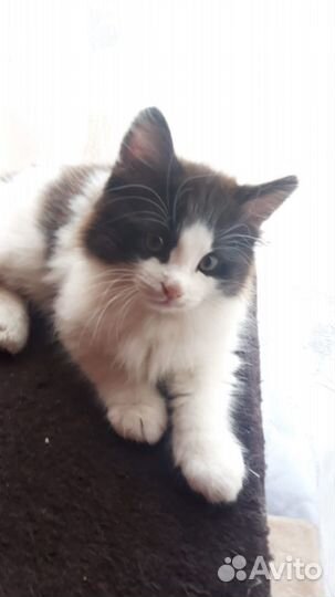 Отдам в добрые руки котенка (кот)