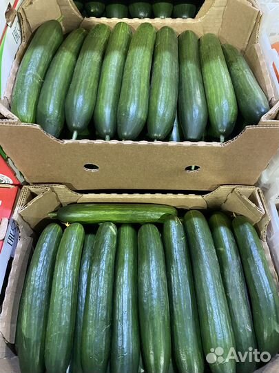 Огурцы гладкие