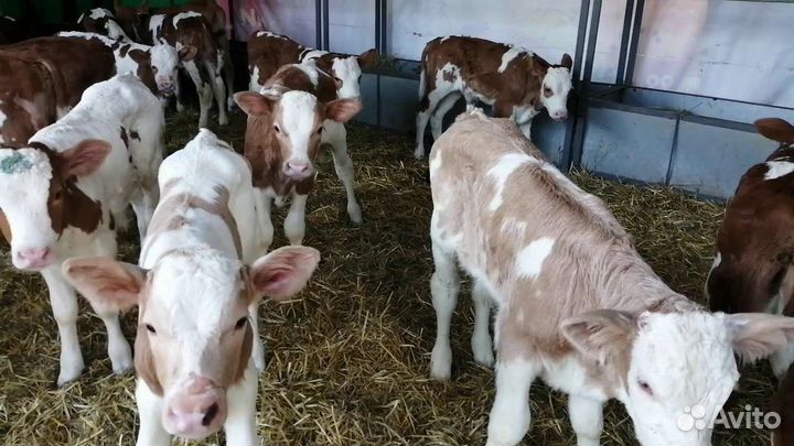 Телята бычки