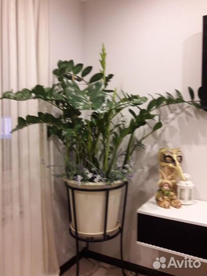 Комнатные растения цветы большие