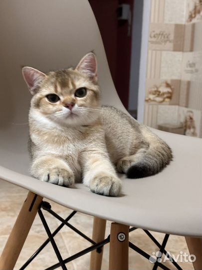 Когтеточка