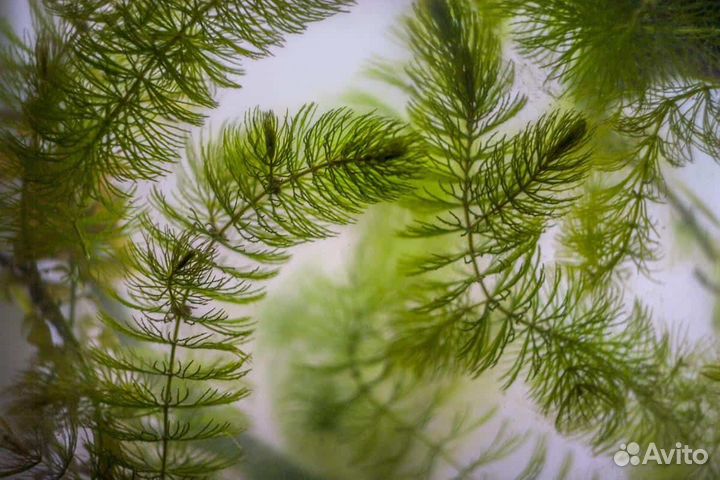 Растение в аквариумное