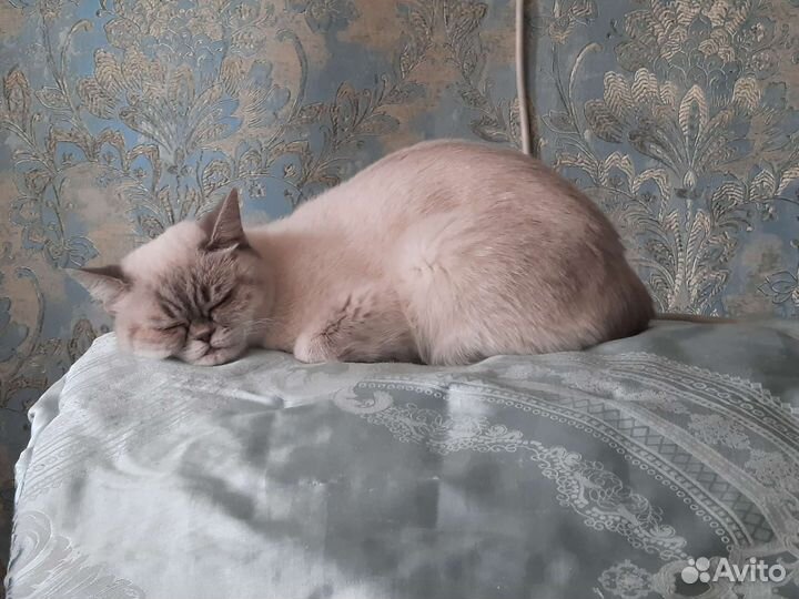 Передержка домашних животных