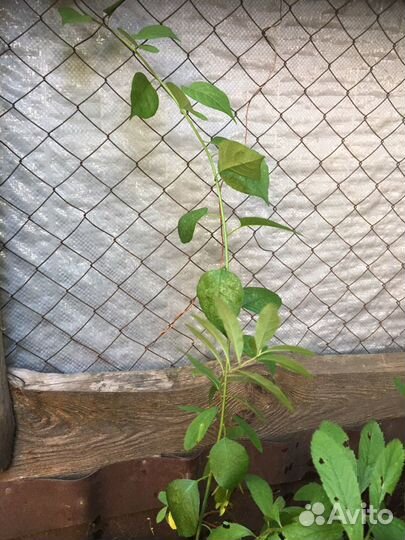 Цветы уличные