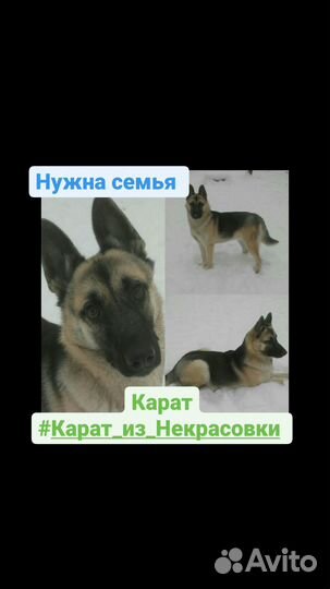 Молодой, красивый мальчик из приюта