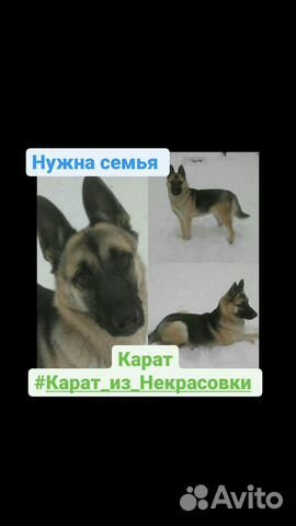 Молодой, красивый мальчик из приюта