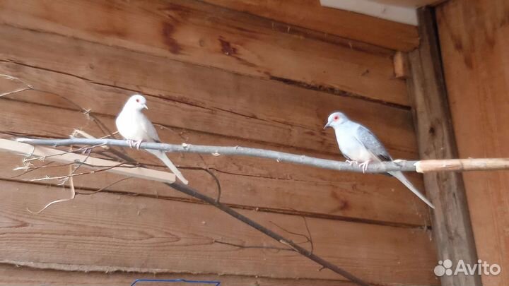 Певчие птицы