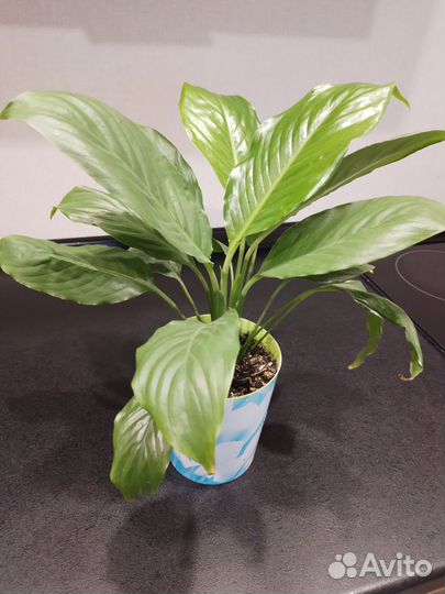 Спатифиллум