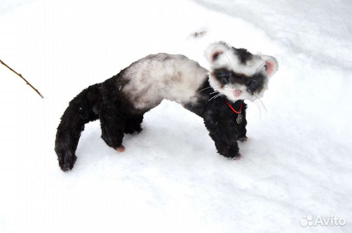 Хорек игрушка