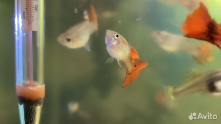 Аквариумные рыбки гуппи
