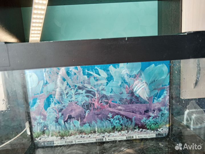 Аквариум