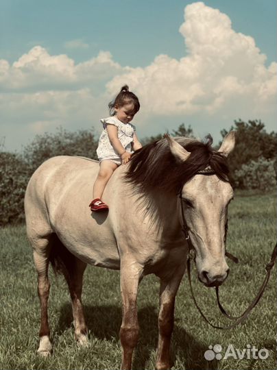 Прогулки на лошадях