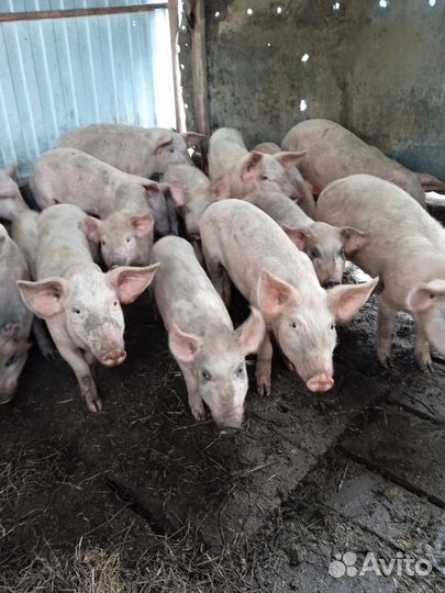 Поросята ландрас