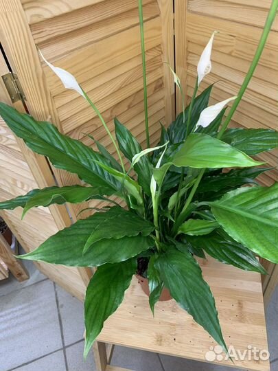 Спатифиллум