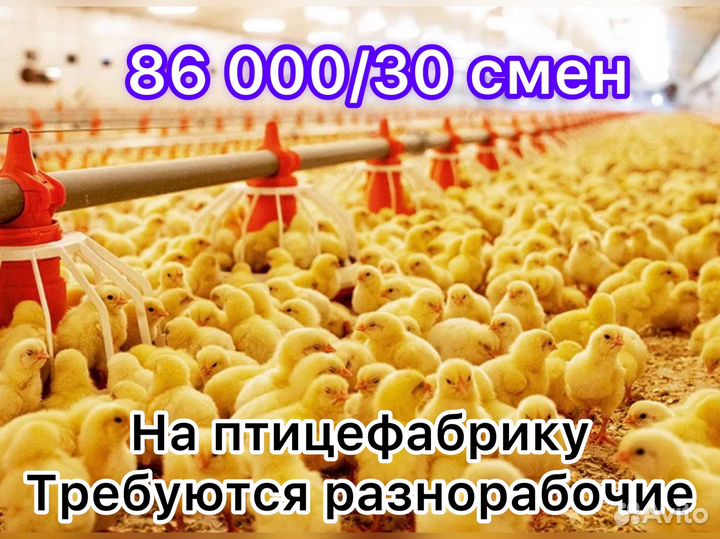 Вахта/разнорабочий на птицефабрику