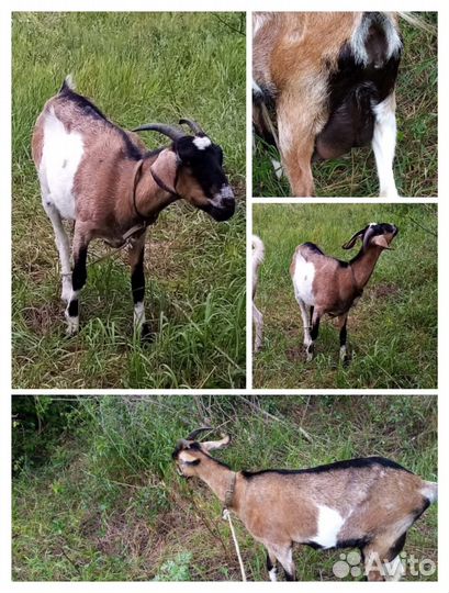 Продам козу