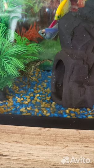 Аквариум с рыбками
