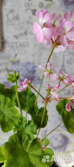 Пеларгония, герань