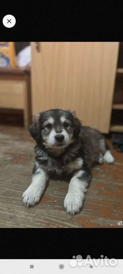 Щенок в добрые руки